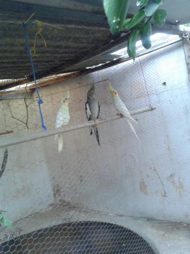 20150517_163512.thumb.jpg.7580be21acf8cd