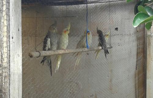 20150521_121349-1.thumb.jpg.cfc37105b508