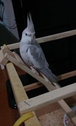 20150613_194626.thumb.jpg.bec351ffbded41