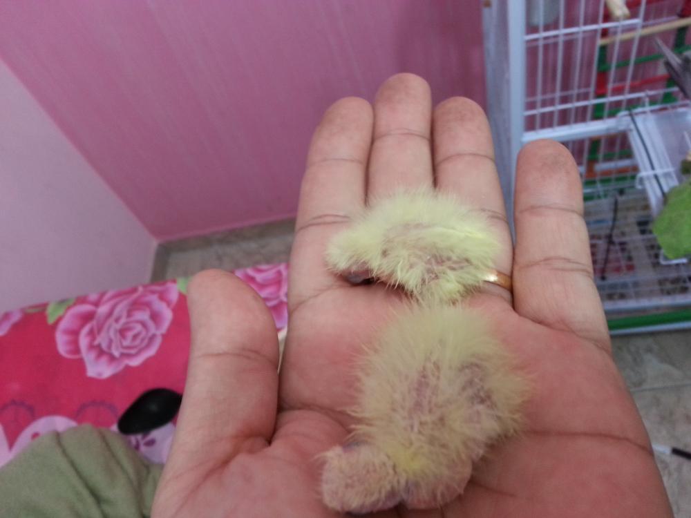 20150630_174012.thumb.jpg.e370ec53138476