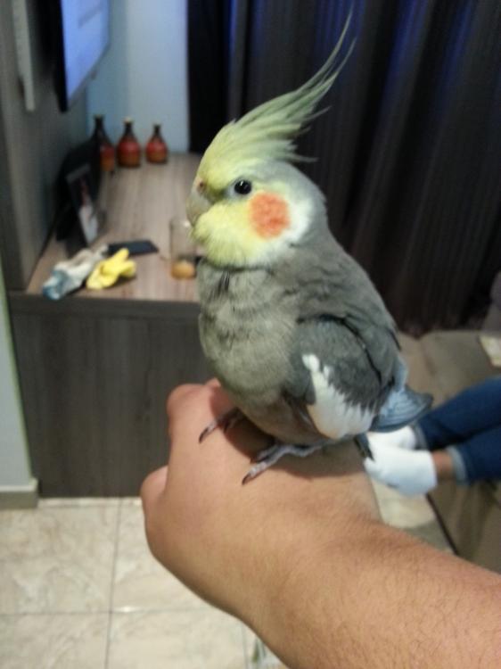 20150704_205241.thumb.jpg.b5d2b3ffe0006c