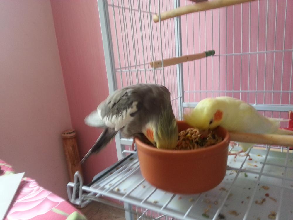 20150707_144105.thumb.jpg.2526e4681b8560