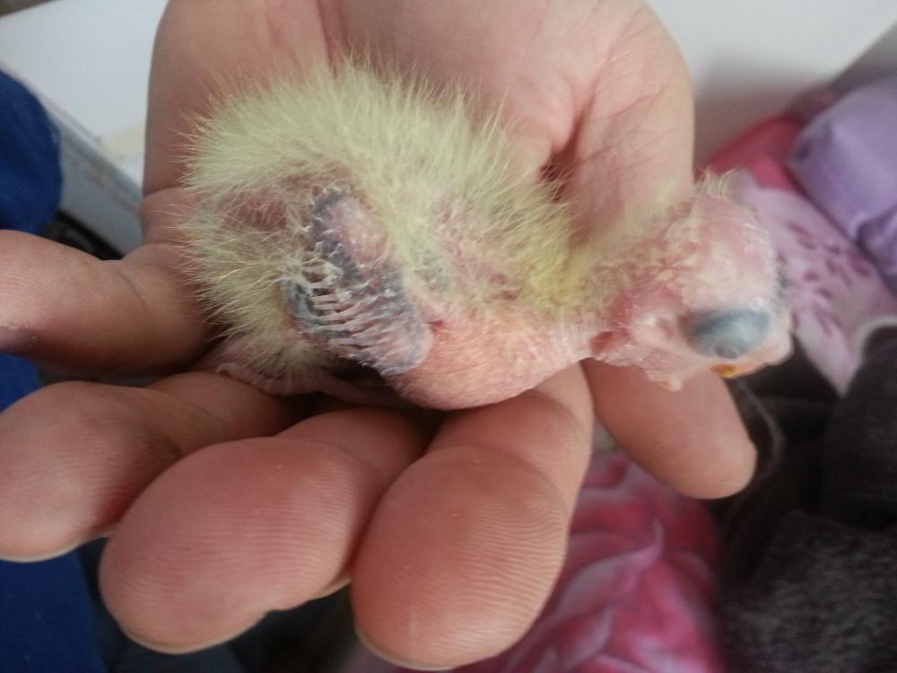 20150707_144155.thumb.jpg.f4173ea03c5cd4