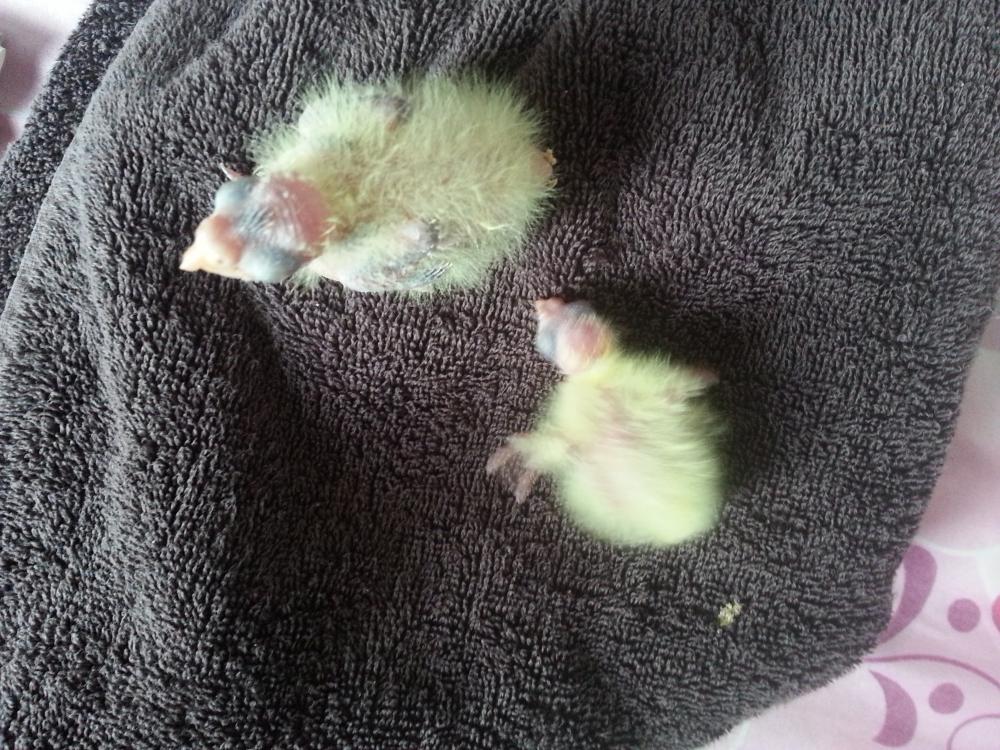 20150707_144321.thumb.jpg.b06c53bd6b31af