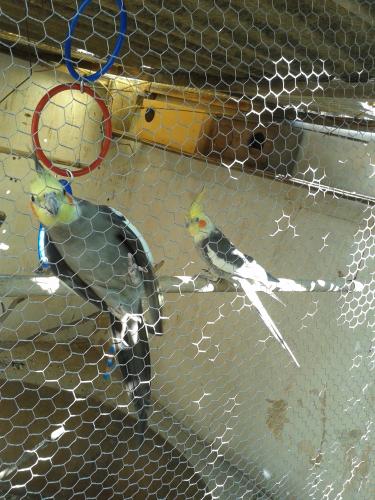 20150724_131500.thumb.jpg.a32d893dde7715