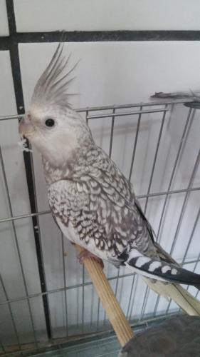 20150727_113642.thumb.jpg.169f5d4a9f00d7