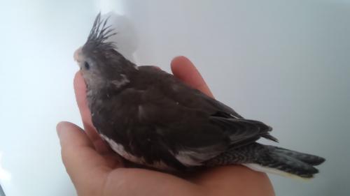 20150727_122427.thumb.jpg.8742ac99dc1651