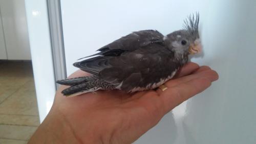 20150727_122454.thumb.jpg.dc713bdd956a45