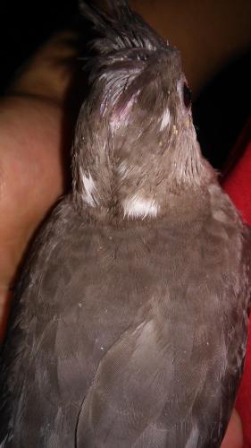 20150728_212735.thumb.jpg.074e96641b686c