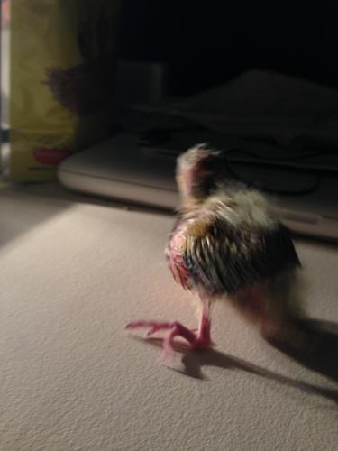 55b58b6b2f2d6_IMG_47331.thumb.JPG.7e785c