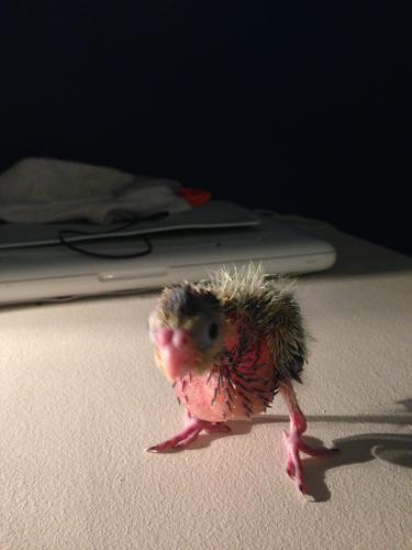 55b58bc246771_IMG_47301.thumb.JPG.f65773