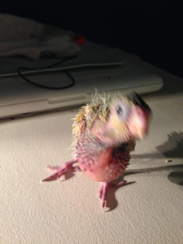 55b58c1d0c1a1_IMG_47311.thumb.JPG.b33bba