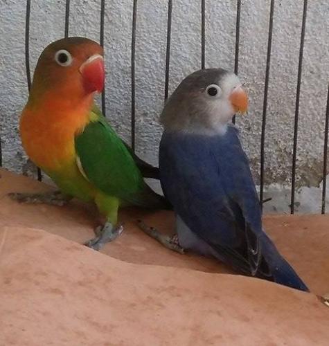 Casal fischer  jfso.jpg