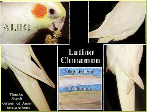 Cinnamon-Lutino-AREO-ILLUS.thumb.jpg.cda