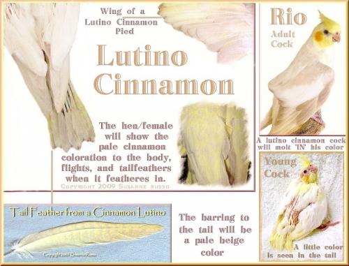 Cinnamon-Lutino-ILLUS.thumb.jpg.2ebbefc7