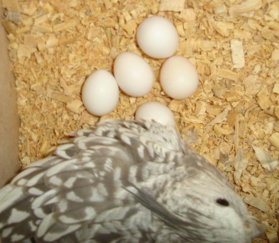 DSC00332.thumb.jpg.b67b366b2a132d994b74b