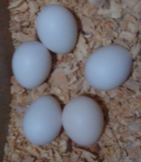 DSC00335.thumb.jpg.3444c2d5c9e4bc374f85f