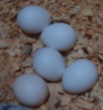 DSC00337.thumb.jpg.7bffae597db66c882cadb