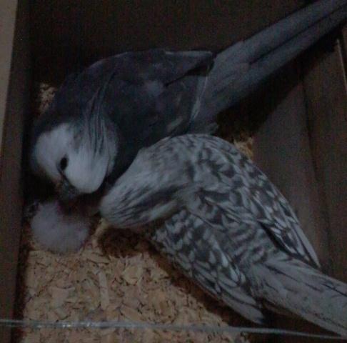 Foto-0472.thumb.jpg.54c7eb55c0e31d8ec229