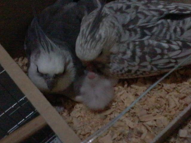 Foto-0476.thumb.jpg.9295342f7ae2b189bf80