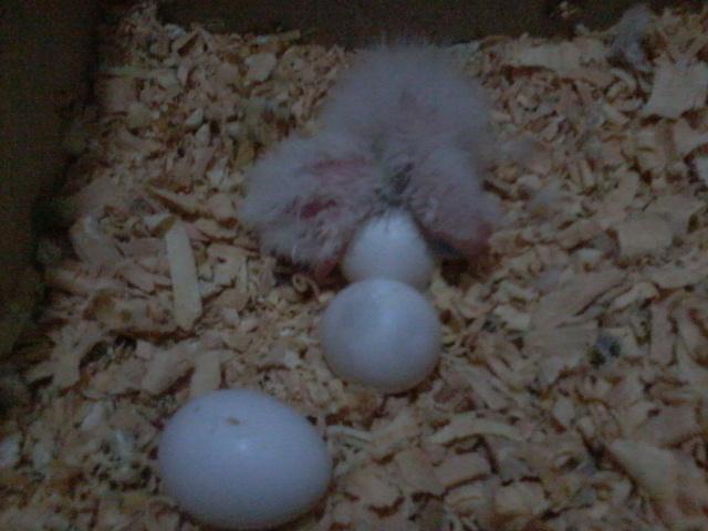 Foto-0479.thumb.jpg.7d4b794e2d77bcfe0a2e