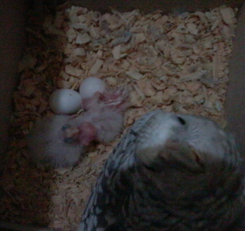 Foto-0481.thumb.jpg.f39f064ddd50da0e0030