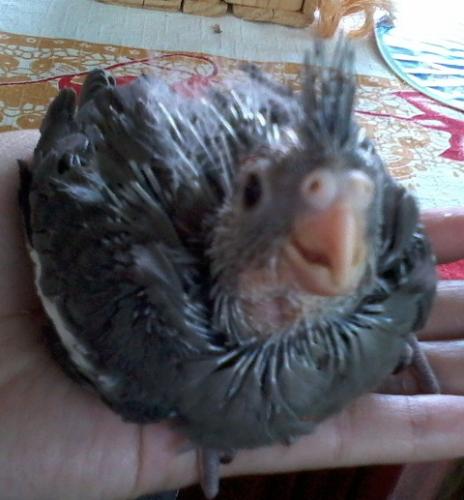 Foto-0553.thumb.jpg.f36b4676ddc1fb9ba3ec