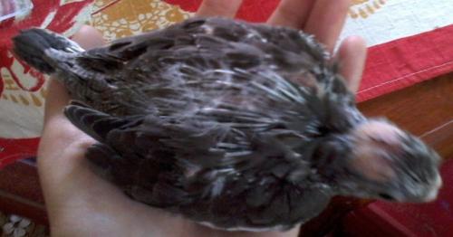 Foto-0554.thumb.jpg.5e7c887fd88ad90d3113