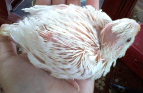 Foto-0558.thumb.jpg.dada4e406a6a3044f18b