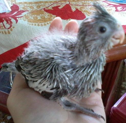 Foto-0560.thumb.jpg.b8f8869148d35059c5bb