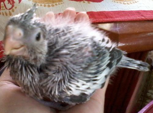 Foto-0561.thumb.jpg.dccb649b281496c56cbb