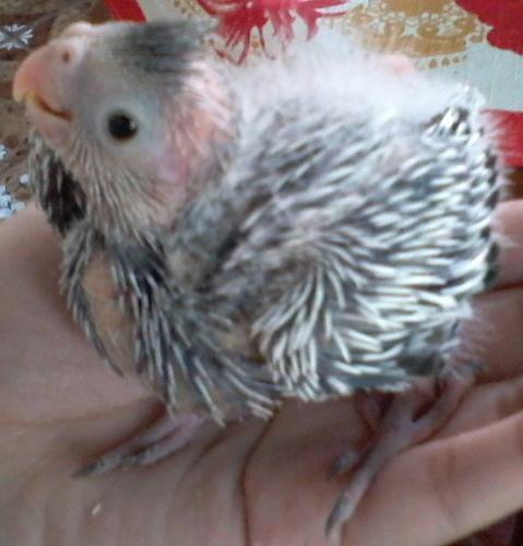 Foto-0565.thumb.jpg.6d3dcf4528f728628deb