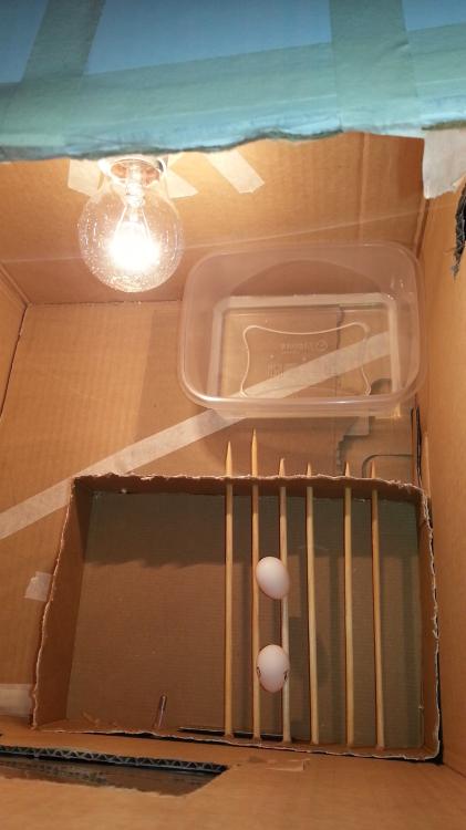 IMG-20150629-WA0029.thumb.jpeg.c8a2904b2