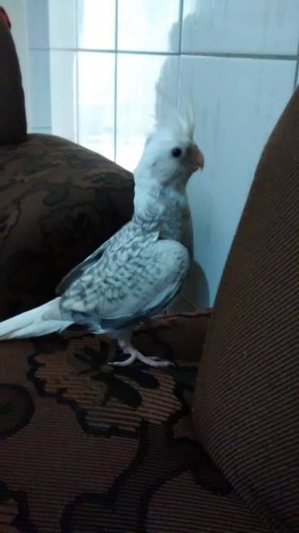 IMG_20150625_114812872.thumb.jpg.3c65884