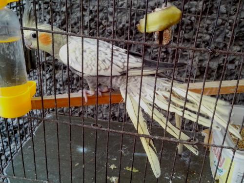 IMG_20150717_120233.thumb.jpg.fe1f51838a