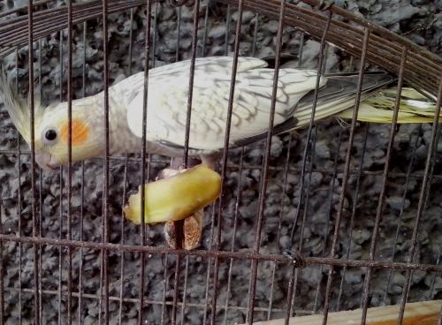 IMG_20150717_120259.thumb.jpg.349a915202