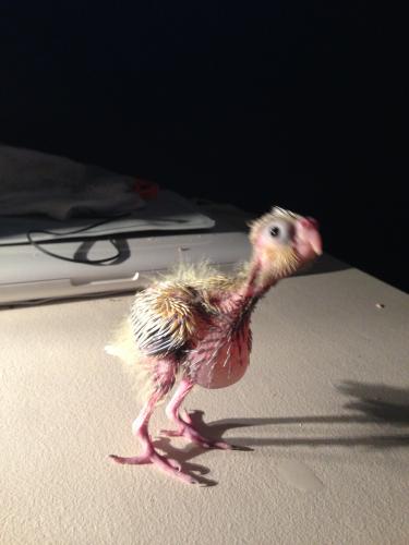 IMG_4729.thumb.JPG.bbff709c1a4a3bcbe6f06