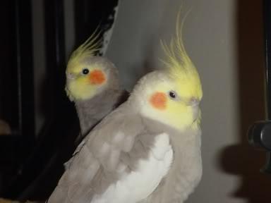 birdbirds.thumb.jpg.49f16ebe463e3799a1ff