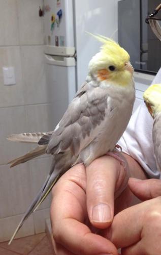 bolachinha.thumb.jpg.dec6ce1a62d86012447