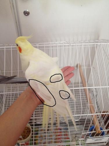 calo_canela.thumb.jpg.67b1e2ecf48de3dc7f