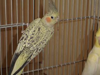 calo_perola.thumb.jpg.f8ba95ca4368dd0cfc