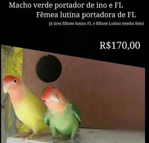 casal agapornis 2.JPG