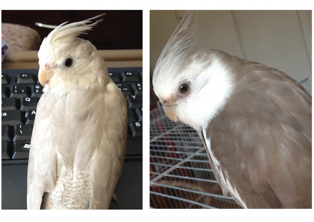 lalalala.thumb.jpg.506712ff782c0f57fe911