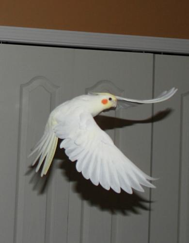 lutino_Winga.thumb.jpg.e53c136e0b70a9550