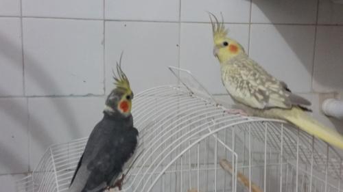 perola e tony 28072015.jpg