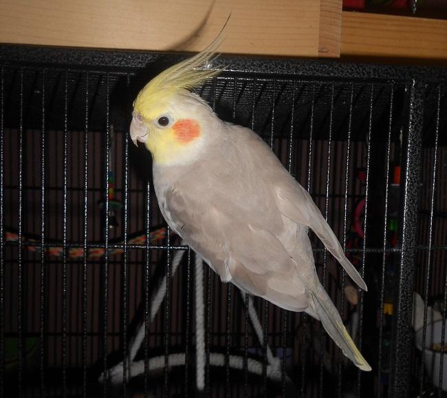 sweetie.thumb.JPG.409bd48a3f8ebd9cbef35b