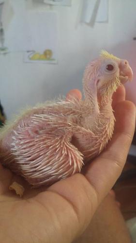 11944543_516939945123618_15793933_n.thum