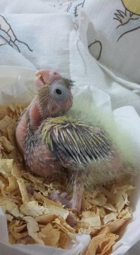 11947454_513697512114528_736516550483018