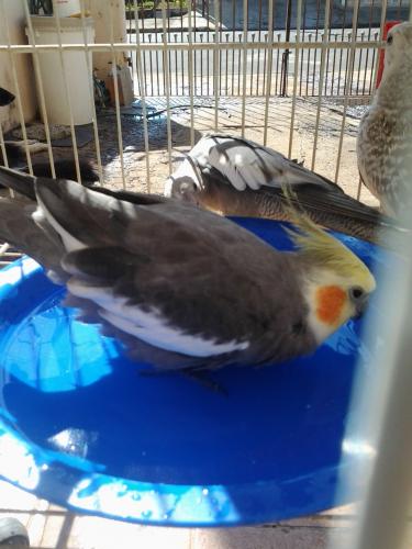 20150731_135151.thumb.jpg.71ac476069548b