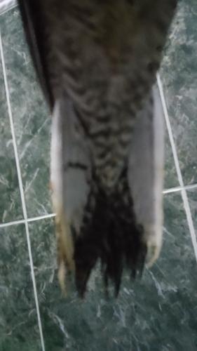 20150803_174037.thumb.jpg.a3c4f30b12b7ab